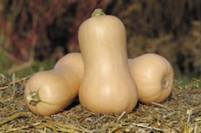 Picture of Organic Waltham Butternut Squash